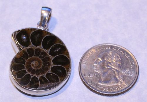 Ammonite Fossil Pendant (Sterling)