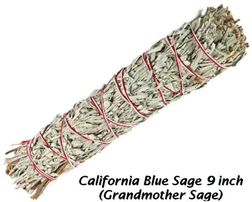Blue Sage 9 in (Salvia azurea)