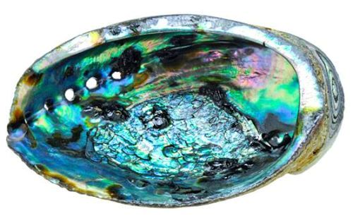 Abalone Shell 5 in to 6 in